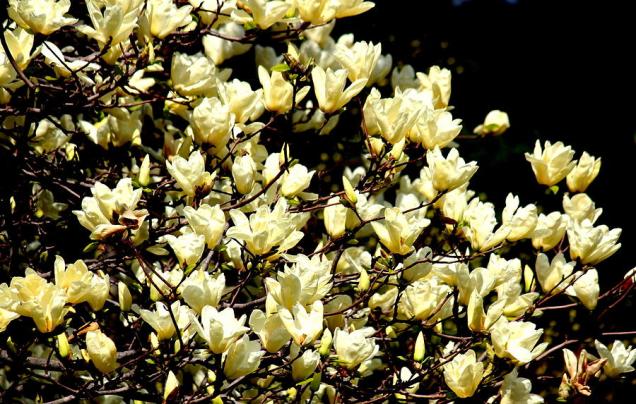 golden-magnolias-rosanne-jordan